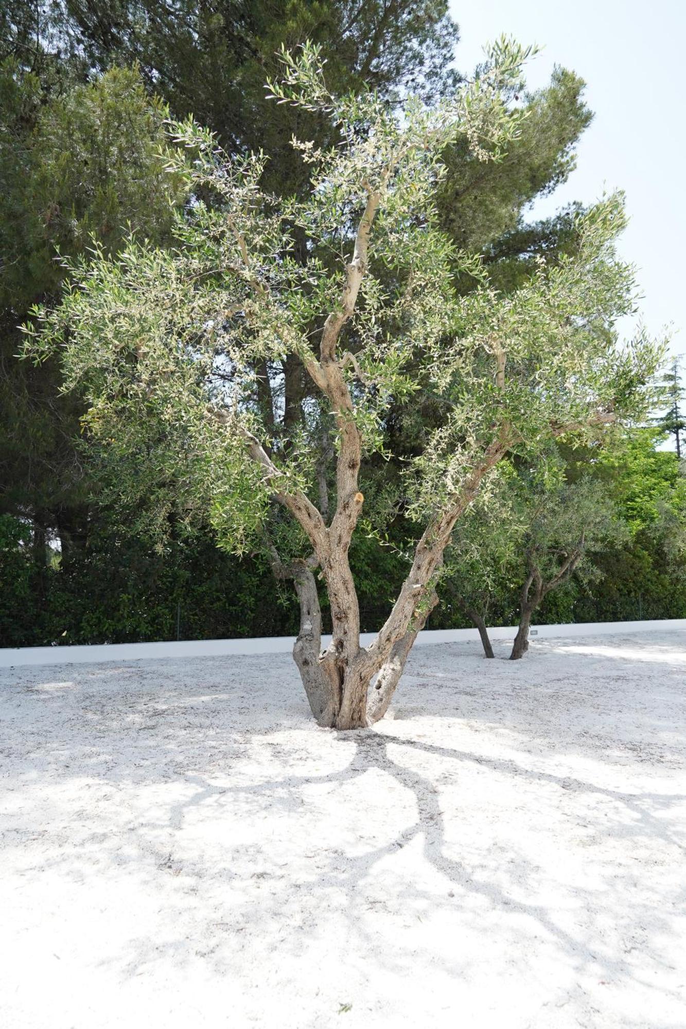 Luoghi Di Puglia Daire Ostuni Dış mekan fotoğraf